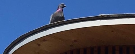 Léon, le pigeon de la place Perdtemps à&nbsp;Nyon