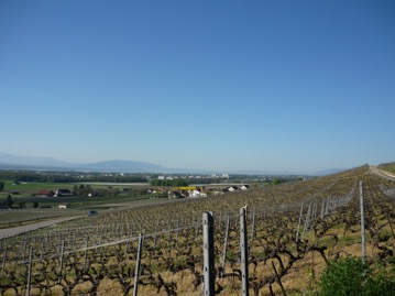 Le sentier des châtaignes, entre Luins et&nbsp;Vinzel